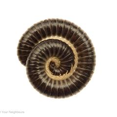 MYN Millipede 